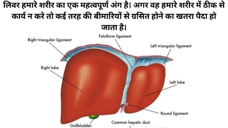 Liver in Hindi: लीवर हमारे शरीर में कैसे काम करता है