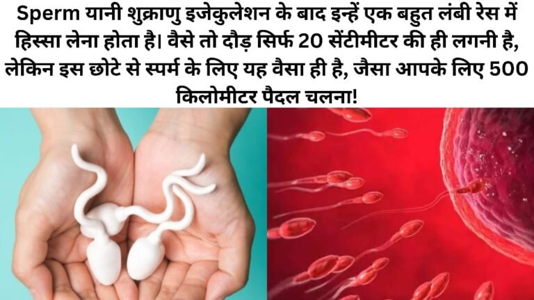 Sperm: यानी शुक्राणु इजेकुलेशन के बाद इन्हें सिर्फ 20 सेंटीमीटर की दौड़ लगाने के दौरान किस तरह की मुसीबत का सामना करना पड़ता है!