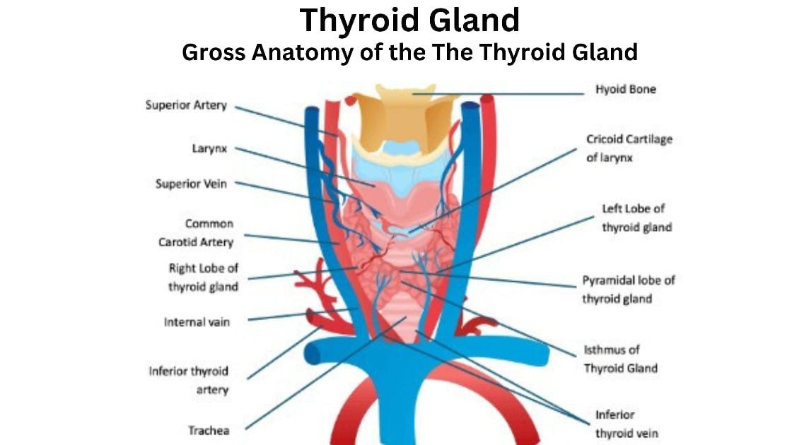 Thyroid ke lakshan